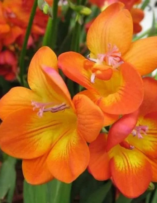 Фрезия "Double Orange"