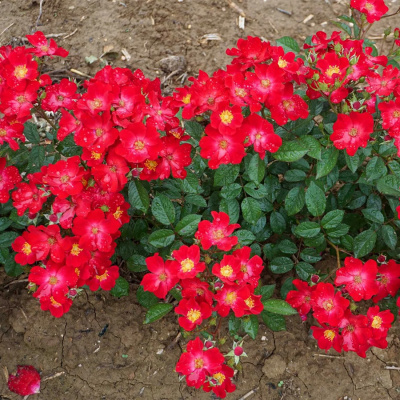 Роза "Poppy Rose"
