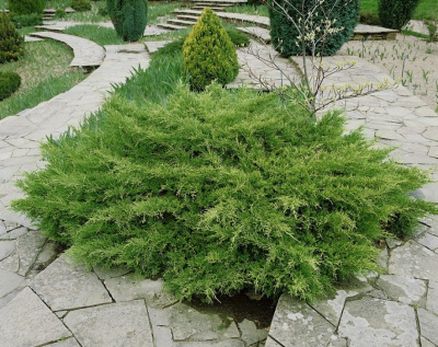 Можжевельник средний "Pfitzeriana Compacta"