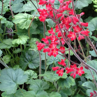 Гейхера "Ruby Bells"