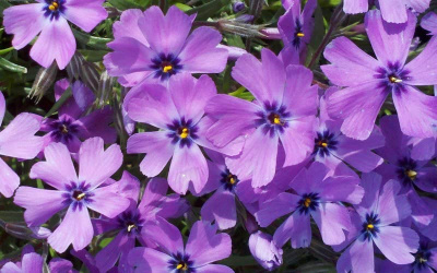 Флокс шиловидный "Early Spring Lavender"