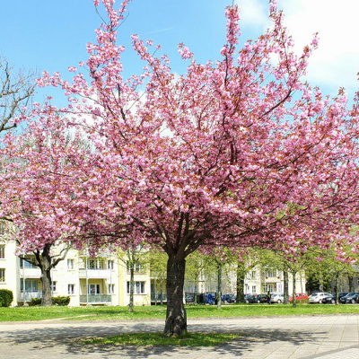 Вишня мелкопильчатая