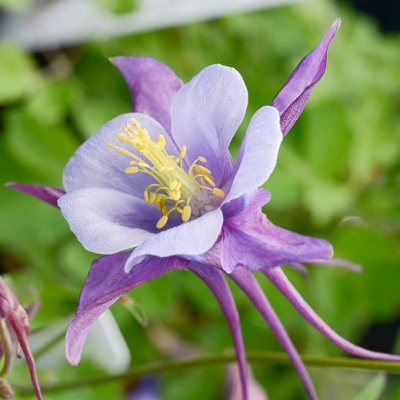 Аквилегия "Earlybird Purple Blue"