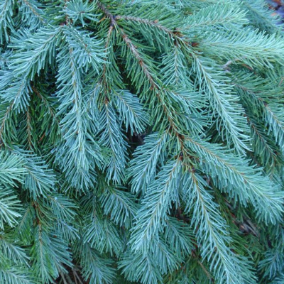Псевдотсуга Мензиса "Glauca Pendula"