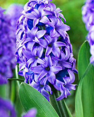 Гиацинт "Minos"
