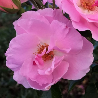 Шиповник (роза) сортовой "Pink Robusta"