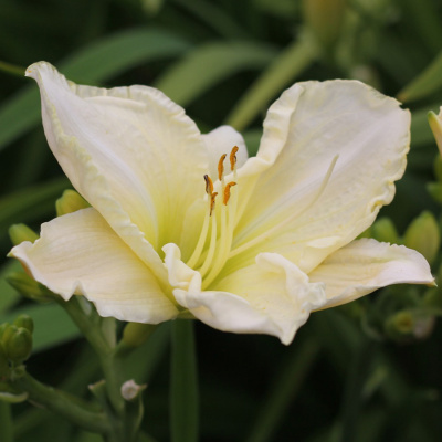 Лилейник "White Temptation"