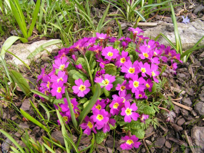 Примула воронова