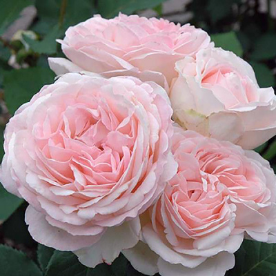 Роза "Claire Rose"