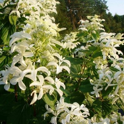 Гортензия метельчатая "Levana"