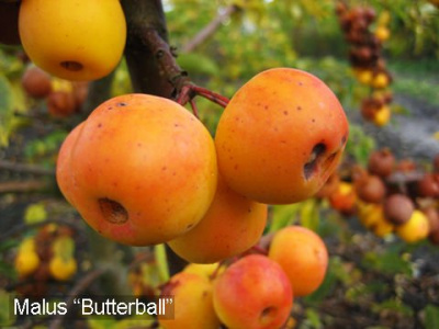 Яблоня декоративная "ButterBall"