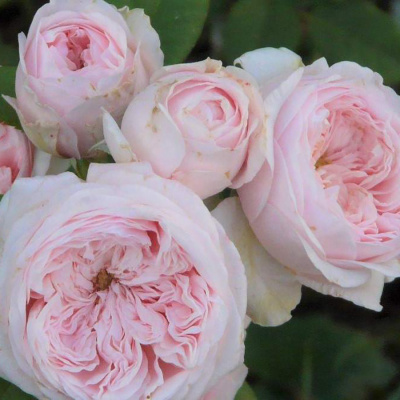 Роза "Claire Rose"