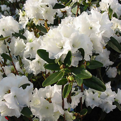 Рододендрон даурский "April Snow"
