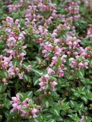 Яснотка крапчатая "Shell Pink"