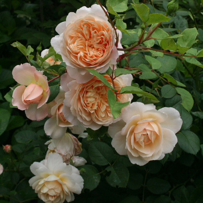 Роза "Crocus Rose"