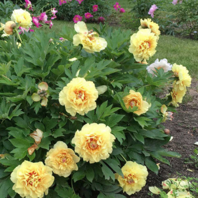 Пион ИТО "Garden Treasure"