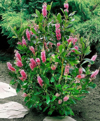 Клетра ольхолистная "Pink Spire"