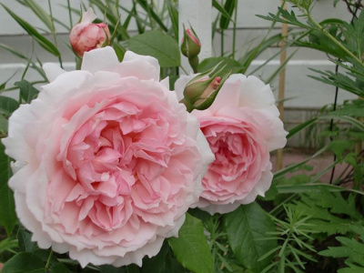 Роза "The Wedgwood Rose"