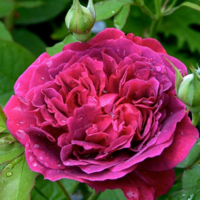 Роза "William Shakespeare"