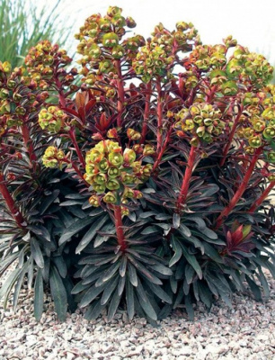 Молочай миндалевидный "Purpurea"