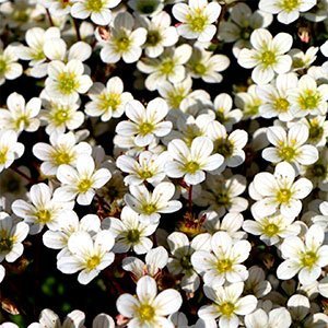 Камнеломка арендса "Carpet White"