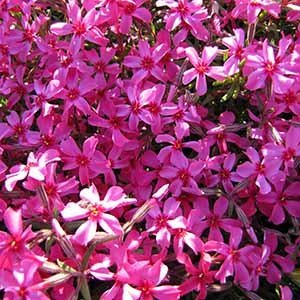 Флокс шиловидный "Drummond Pink"