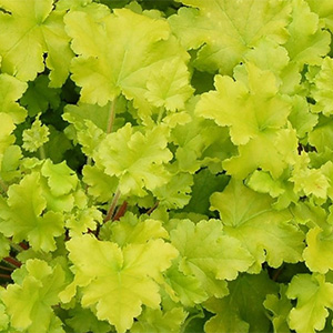 Гейхера "Lime Marmalade"