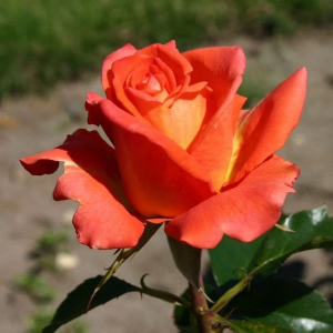 Роза "Monica"