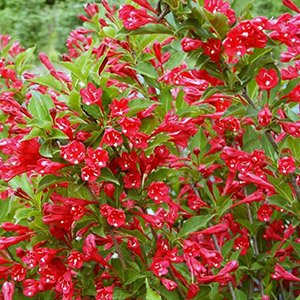 Вейгела "Evita"