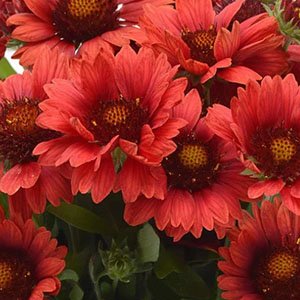 Гайлардия крупноцветковая "Mesa Red"