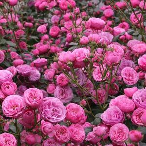 Роза "Blush Pixie"