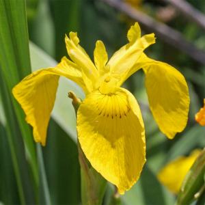 Ирис болотный