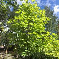 Клен остролистный "Emerald Queen"