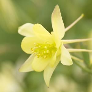 Аквилегия "Music Yellow"