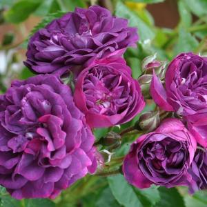 Роза "Bleu Magenta"