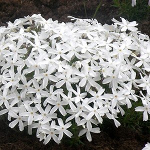 Флокс шиловидный "White Delight"