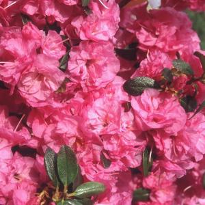 Рододендрон даурский "April Rose"