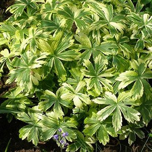 Астранция большая "Sunningdale Variegated"