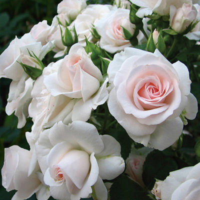 Роза "Aspirin Rose"