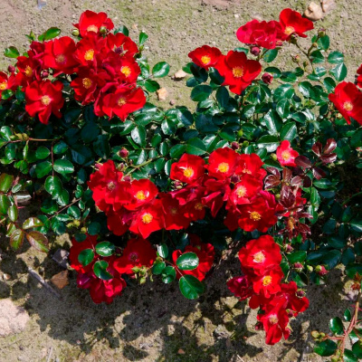 Роза "Alcantara"