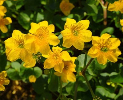 Калужница болотная "Bright Yellow"