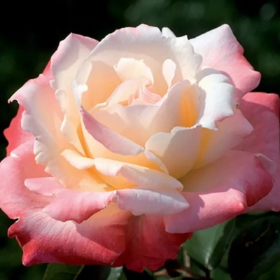 Роза "Laetitia Casta"