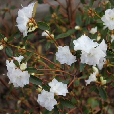 Рододендрон даурский "April Snow"