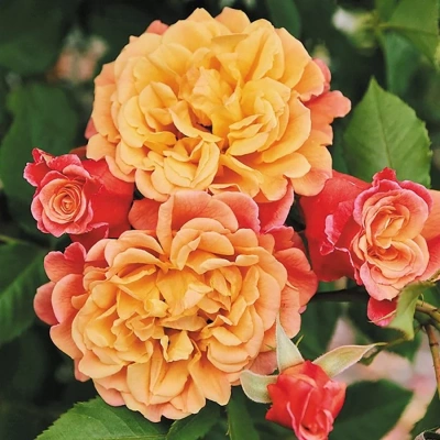 Роза "Aloha"