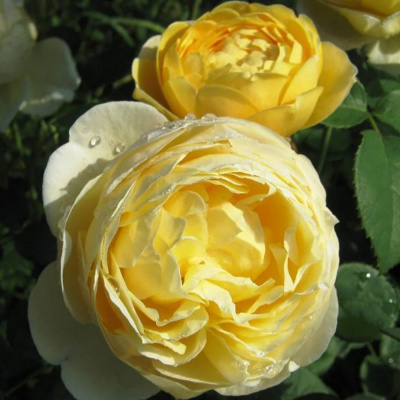 Роза "Charlotte"
