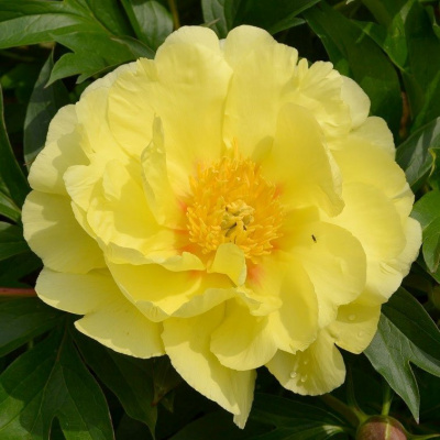 Пион ИТО "Smith Family Yellow"