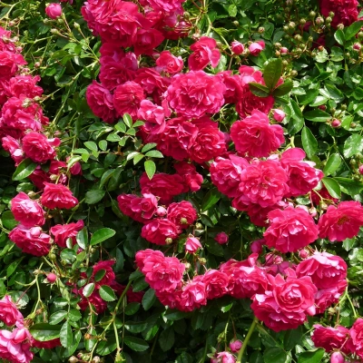 Роза "Crimson Shower"