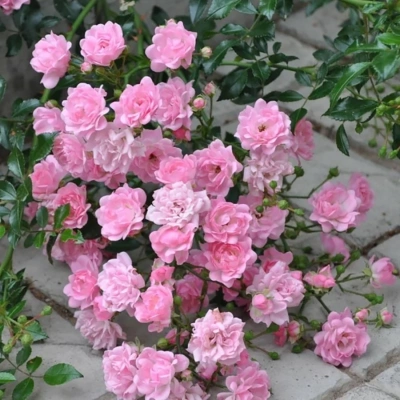 Роза "The Fairy"