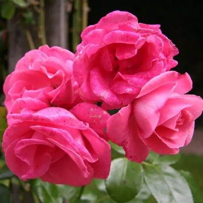 Роза "Lawinia"